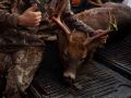 Deer biggun